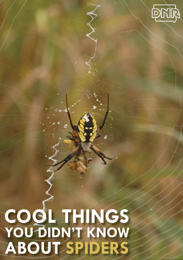 Not all spiders build webs and more cool things you should know about spiders | Iowa DNR.